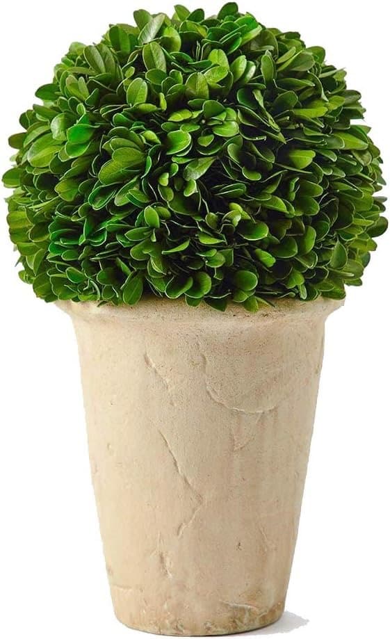 11” Preserved Boxwood — Amazon