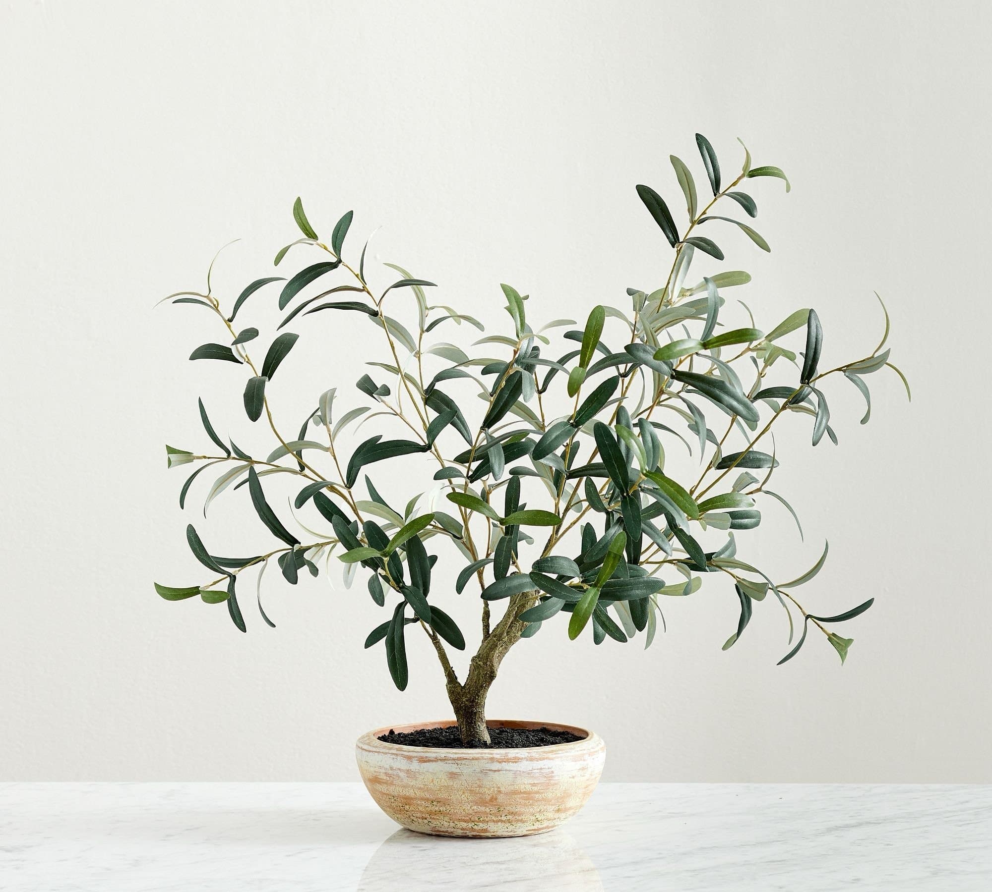 Potted Olive Leaf Houseplant — Pottery Barn