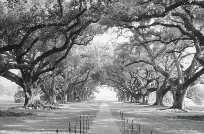 Oak Tree Canvas Print — Wayfair