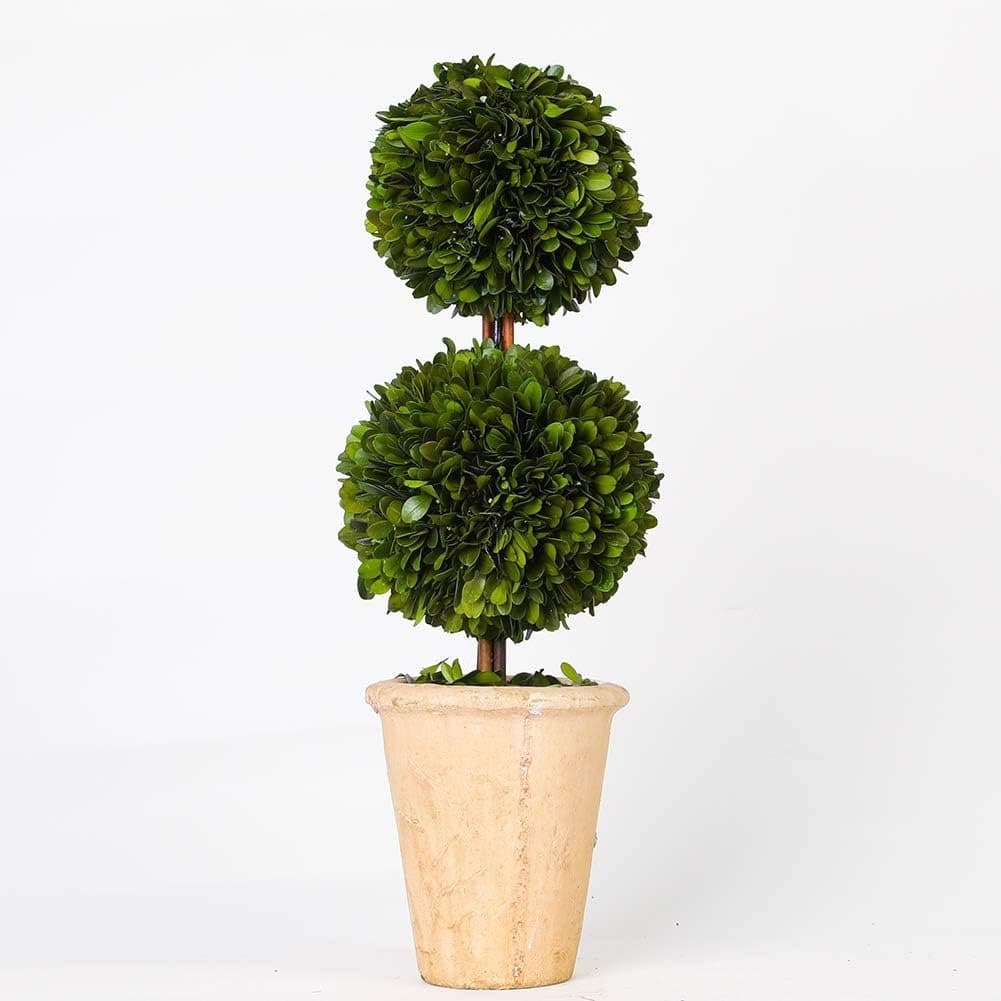 20” Preserved Boxwood — Amazon