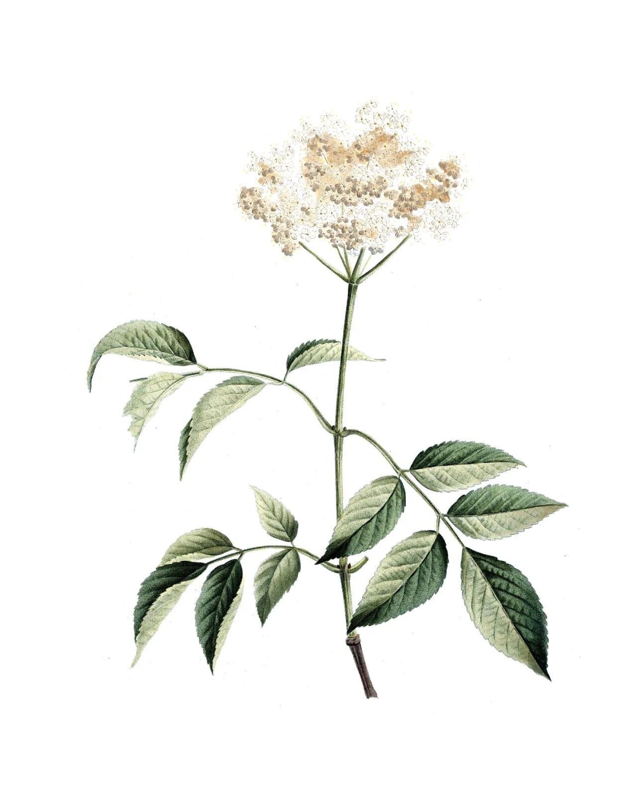 Wildflower Print I — Collection Prints