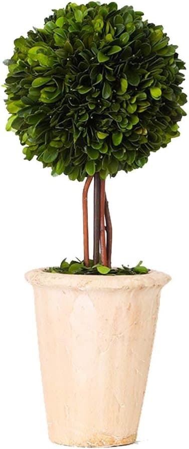 16” Preserved Boxwood — Amazon