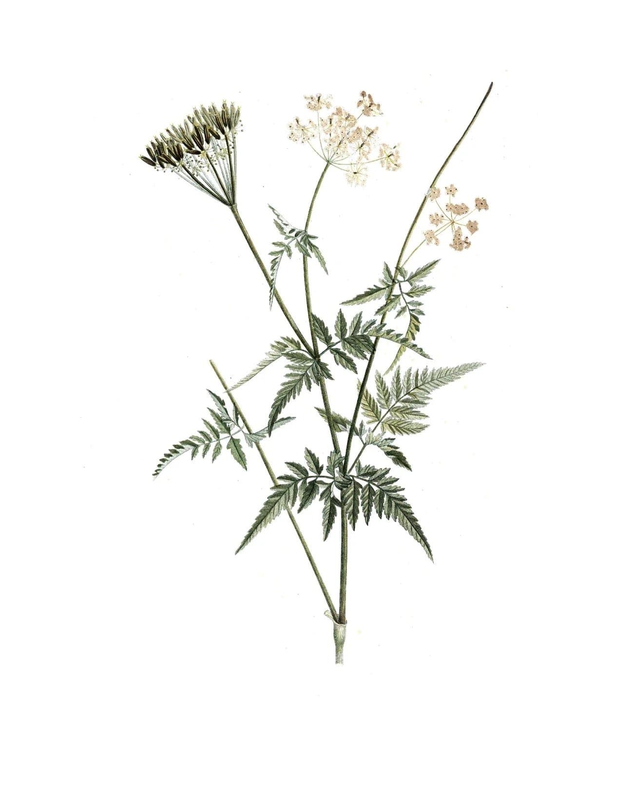 Wildflower Print II — Collection Prints