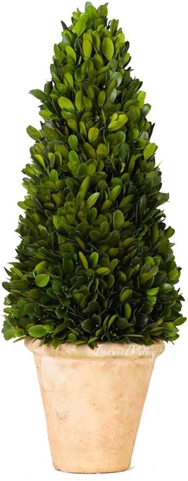 17” Preserved Boxwood — Amazon